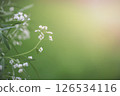 Small white flowers are blooming on a branch, creating a beautiful contrast against the blurred green background, evoking feelings of springtime freshness and natural beauty 126534116
