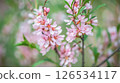 Beautiful pink almond and sakura flowers adorn the branch, heralding the arrival of spring with their delicate petals and bright color on a soft green background. 126534117
