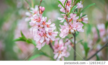 Beautiful pink almond and sakura flowers adorn the branch, heralding the arrival of spring with their delicate petals and bright color on a soft green background. Beautiful pink almond and sakura flowers adorn the branch, heralding the arrival of spring with their delicate petals and bright color on a soft green background. 126534117