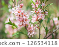 Beautiful pink almond and sakura flowers adorn the branch, heralding the arrival of spring with their delicate petals and bright color on a soft green background. 126534118