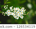 Blooming small white flowers with yellow centers on a branch create a delicate display against a blurred green background, embodying spring's beauty and renewal 126534119