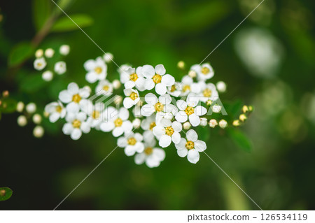 Blooming small white flowers with yellow centers on a branch create a delicate display against a blurred green background, embodying spring's beauty and renewal Blooming small white flowers with yellow centers on a branch create a delicate display against a blurred green background, embodying spring's beauty and renewal 126534119