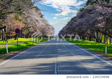 有櫻花的路 126534696