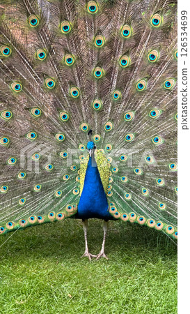 Vivid Peacock Displaying Colorful Feathers With Intricate Patterns in Outdoor Setting Vivid Peacock Displaying Colorful Feathers With Intricate Patterns in Outdoor Setting 126534699