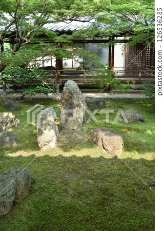 初夏的建仁寺春庭(京都市東山區) 初夏的建仁寺春庭(京都市東山區) 126536285