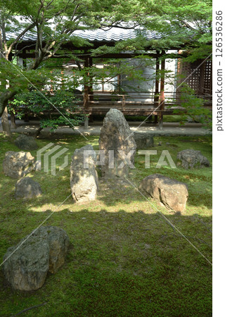 初夏的建仁寺春庭(京都市東山區) 初夏的建仁寺春庭(京都市東山區) 126536286
