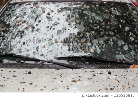 Bird droppings on a car windshield 126536613