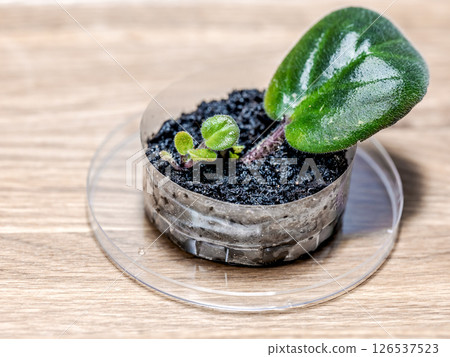 Propagation of violets by leaves 126537523