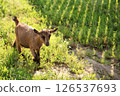 Young brown goat walking on a sunny green pasture with herbs and chamomile flowers. Captured in natural daylight on a rural farm, symbolizing countryside life and organic animal farming. 126537693