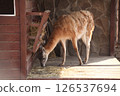 Guanaco eating hay at a wooden feeder on a farm or in a zoo. The animal with thick, shaggy fur is standing near a stone wall in a sheltered outdoor enclosure, captured in warm daylight. 126537694