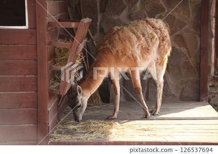 Guanaco eating hay at a wooden feeder on a farm or in a zoo. The animal with thick, shaggy fur is standing near a stone wall in a sheltered outdoor enclosure, captured in warm daylight. 126537694