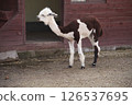 Sheared alpaca with black and white markings standing near a wooden shelter in a zoo or petting farm. The animal has a distinctive two-tone coat and a curious posture in natural light. 126537695