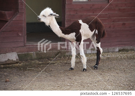Sheared alpaca with black and white markings standing near a wooden shelter in a zoo or petting farm. The animal has a distinctive two-tone coat and a curious posture in natural light. 126537695