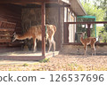 Guanaco mother feeding on hay while her young cria stands nearby in an outdoor enclosure. The setting includes a wooden shelter, stone wall and natural straw-covered ground in soft sunlight. 126537696
