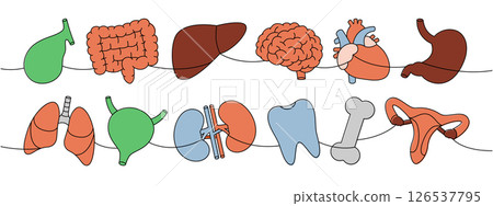 Organs set one line colored continuous drawing. Heart, kidneys, gallbladder, intestines, tooth, brain, lungs, stomach, liver, hand, bone, ear, bladder 126537795