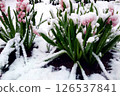 Pink Hyacinths Covered in Snow. Unexpected Spring Snowfall 126537841
