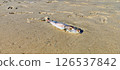 Beached Dead Fish on Sandy Shore 126537842