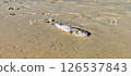 Beached Dead Fish on Sandy Shore 126537843