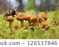 Forest Mushrooms in Soft Light 126537846