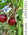 Snail Among Ripe Red Cherries 126537851