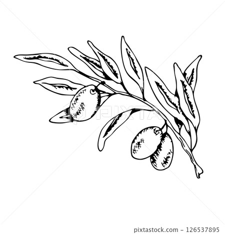 Black and white olive branch illustration for religious ceremony design and decoration. Graphic art. For baptism, wedding invitation, greeting card Black and white olive branch illustration for religious ceremony design and decoration. Graphic art. For baptism, wedding invitation, greeting card 126537895