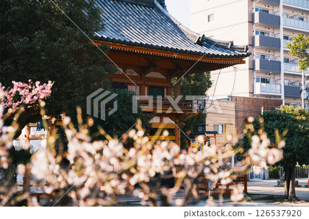 [Sugawara Shrine] Scenery of a historic shrine 126537920