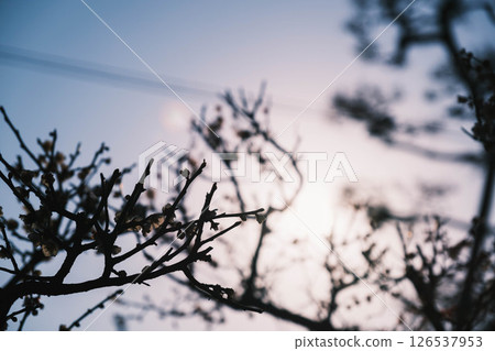 [Sugawara Shrine] Beautiful plum blossoms 126537953