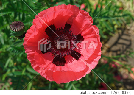 Red poppy, papaver flower blossom on wild field or meadow, green grass. Nature, floral background 126538354