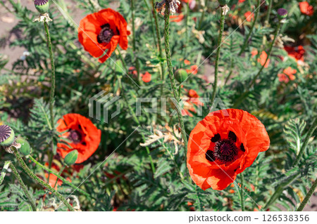 Red poppies, papaver flowers blossom on wild field, meadow in green grass. Nature, floral background Red poppies, papaver flowers blossom on wild field, meadow in green grass. Nature, floral background 126538356