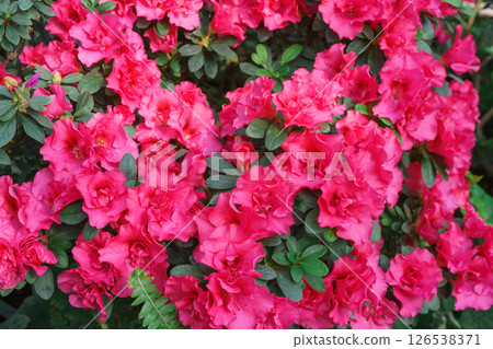 Blooming pink japan Azalea Ericaceae flowers, rhododendron flower macro, background Blooming pink japan Azalea Ericaceae flowers, rhododendron flower macro, background 126538371