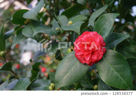 Blossom flower of red Camelia japonica, evergreen decorative plant in botanical garden or orangery 126538377