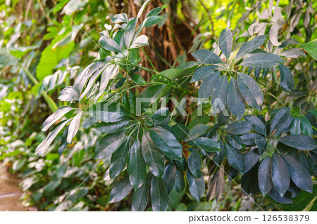 Lush green Schefflera actinophylla, umbrella tree green leaves, decorative house or greenhouse plant 126538379