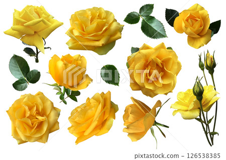 Yellow roses set bright delicate flowers with leaves delicate garden plants in blossom, isolated cutout object for decor, design, invitations, cards, soft focus and clipping path, natural elements Yellow roses set bright delicate flowers with leaves delicate garden plants in blossom, isolated cutout object for decor, design, invitations, cards, soft focus and clipping path, natural elements 126538385