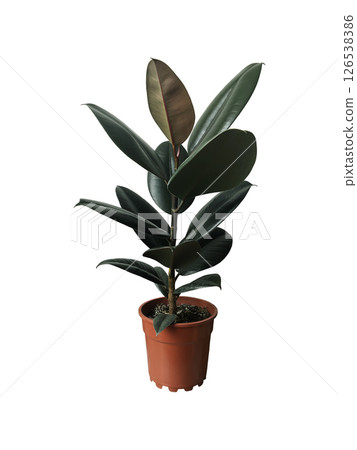 Ficus elastica houseplant with lush green leaves in decorative flowerpot, indoor plant image for home decor, lifestyle, botanical-themed design, isolated object soft selective focus, clipping path 126538386