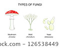 Types of fungi. Mushroom, Yeast, Mold. 126538449