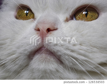 White cat with piercing golden eyes and delicate pink nose, gazing intently with mesmerizing feline expression 126538503
