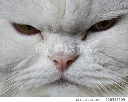 Closeup of a white persian cat staring intently, highlighting regal expression and plush fur texture Closeup of a white persian cat staring intently, highlighting regal expression and plush fur texture 126538509