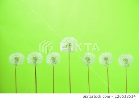 Dandelion's fluff Dandelion's fluff 126538534
