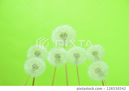 蒲公英的絨毛 蒲公英的絨毛 126538542