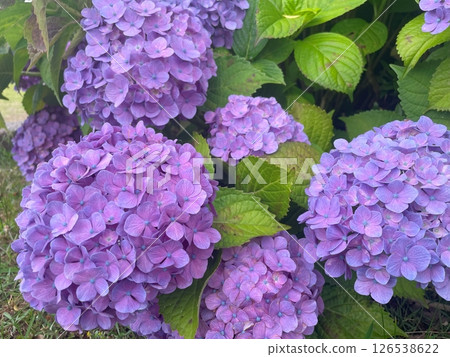 繡球 繡球 126538622