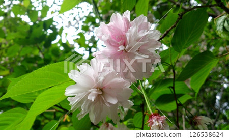 Kamaashisakura 126538624