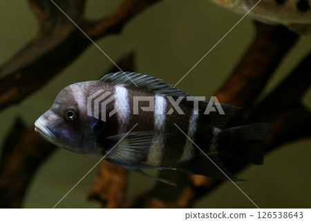 Furontosa Furontosa 126538643