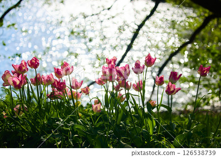 An idyllic garden scene showcasing bright pink tulips illuminated by warm sunlight in St.Petersburg, Russia, pond on background, conveying vibrancy, freshness, sun reflections on water surface 126538739