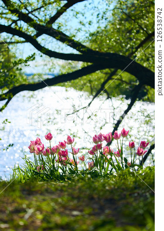 An idyllic garden scene showcasing bright pink tulips illuminated by warm sunlight in St.Petersburg, Russia, pond on background, conveying vibrancy, freshness, sun reflections on water surface 126538742
