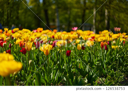 An idyllic garden scene showcasing bright yellow tulips illuminated by warm sunlight in St.Petersburg, Russia, conveying vibrancy, freshness, and natural beauty in a serene outdoor setting An idyllic garden scene showcasing bright yellow tulips illuminated by warm sunlight in St.Petersburg, Russia, conveying vibrancy, freshness, and natural beauty in a serene outdoor setting 126538753