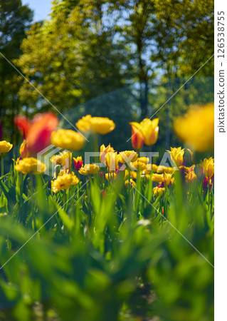 An idyllic garden scene showcasing bright yellow tulips illuminated by warm sunlight in St.Petersburg, Russia, conveying vibrancy, freshness, and natural beauty in a serene outdoor setting 126538755