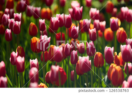 An idyllic garden scene showcasing bright red tulips illuminated by warm sunlight in St.Petersburg, Russia, conveying vibrancy, freshness, and natural beauty in a serene outdoor setting 126538763