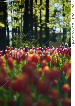 An idyllic garden scene showcasing bright red tulips illuminated by warm sunlight in St.Petersburg, Russia, conveying vibrancy, freshness, and natural beauty in a serene outdoor setting 126538764