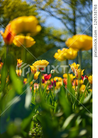 An idyllic garden scene showcasing bright yellow tulips illuminated by warm sunlight in St.Petersburg, Russia, conveying vibrancy, freshness, and natural beauty in a serene outdoor setting An idyllic garden scene showcasing bright yellow tulips illuminated by warm sunlight in St.Petersburg, Russia, conveying vibrancy, freshness, and natural beauty in a serene outdoor setting 126538768
