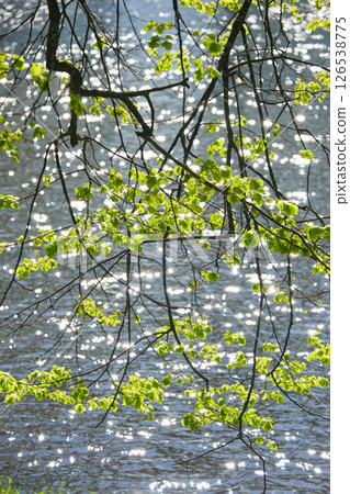 tree branches on the foreground, background of the glare of water on the lake in full focus on a sunny day tree branches on the foreground, background of the glare of water on the lake in full focus on a sunny day 126538775